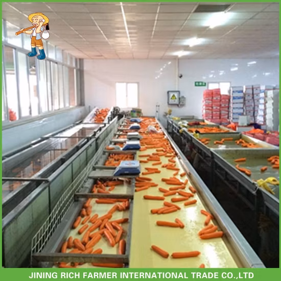 Cenoura de vendas diretas da fábrica